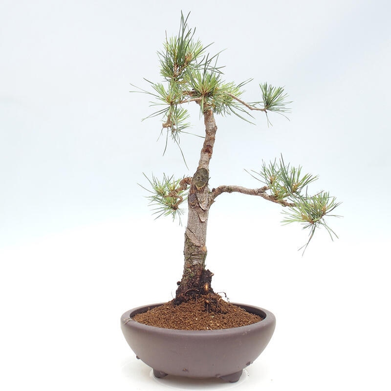 Venkovní bonsai - Pinus Sylvestris Watererri - Borovice lesní