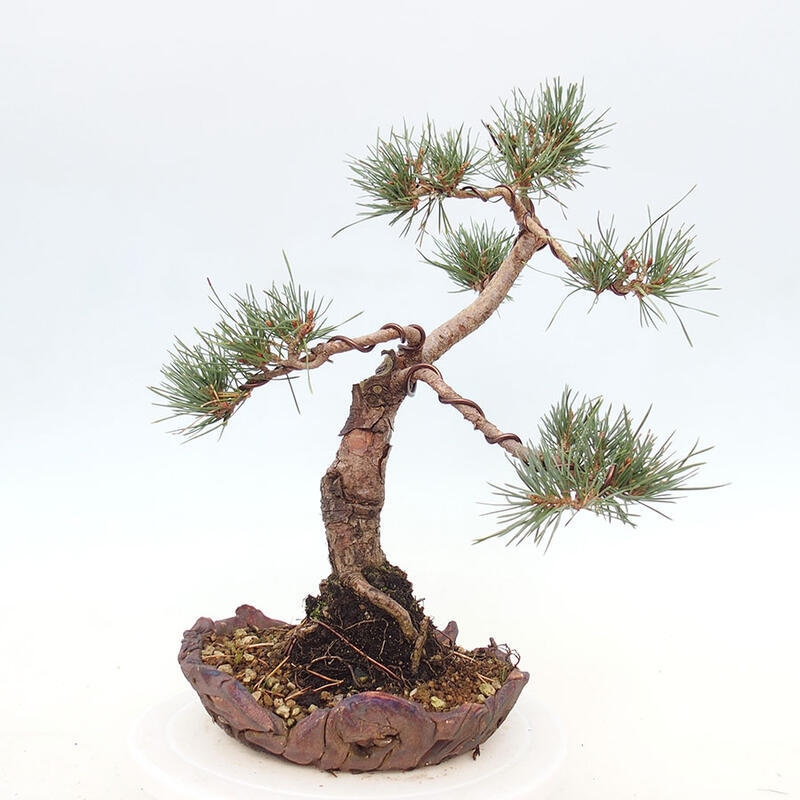 Venkovní bonsai - Pinus Sylvestris Watererri - Borovice lesní