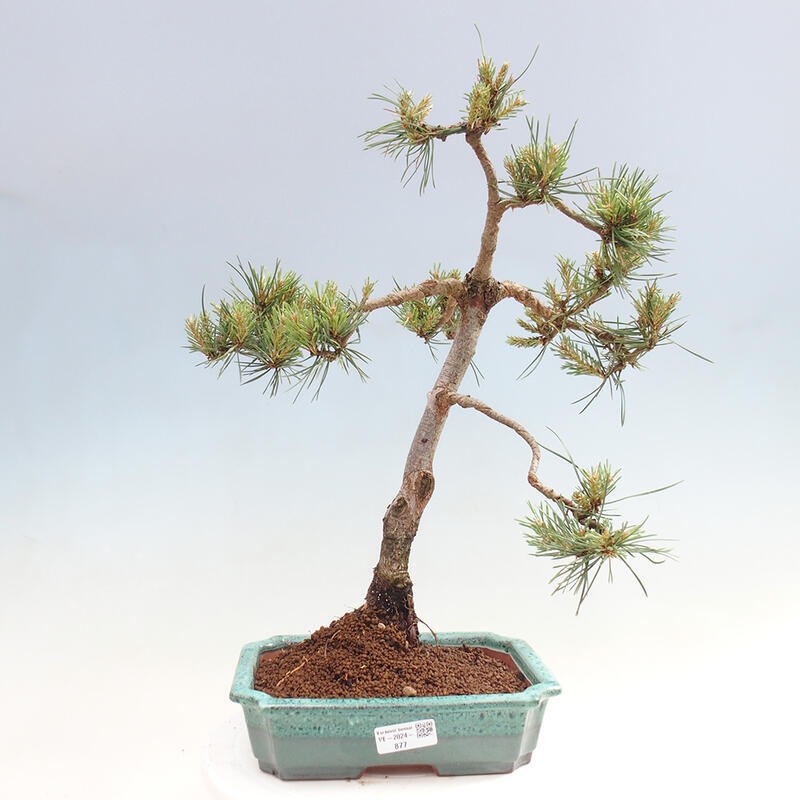 Venkovní bonsai - Pinus Sylvestris Watererri - Borovice lesní