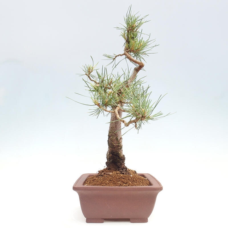 Venkovní bonsai - Pinus Sylvestris Watererri - Borovice lesní