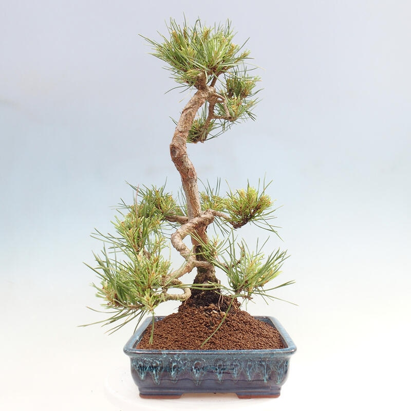 Venkovní bonsai - Pinus Sylvestris Watererri - Borovice lesní