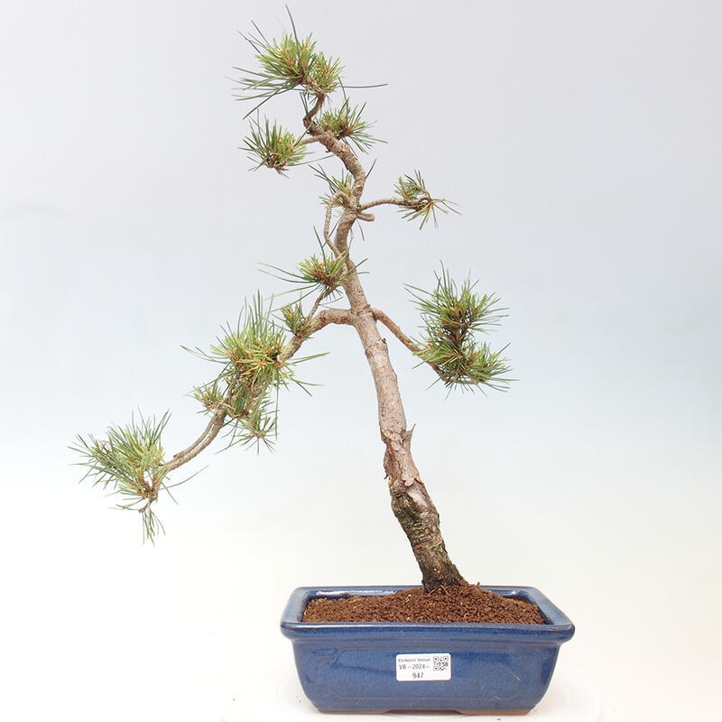 Venkovní bonsai - Pinus Sylvestris Watererri - Borovice lesní