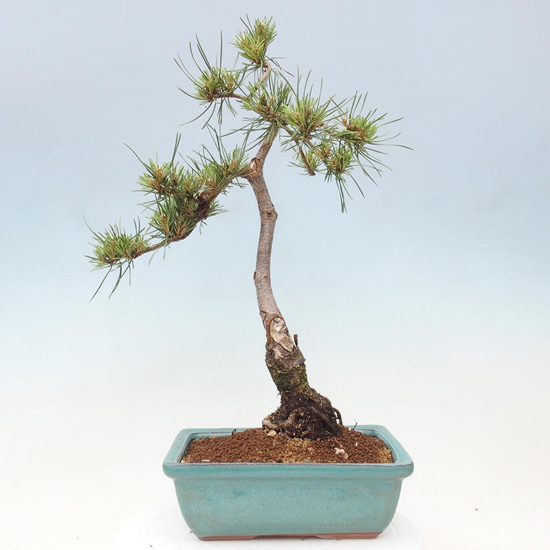 Venkovní bonsai - Pinus Sylvestris Watererri - Borovice lesní