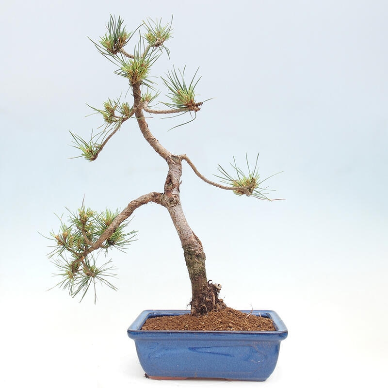 Venkovní bonsai - Pinus Sylvestris Watererri - Borovice lesní