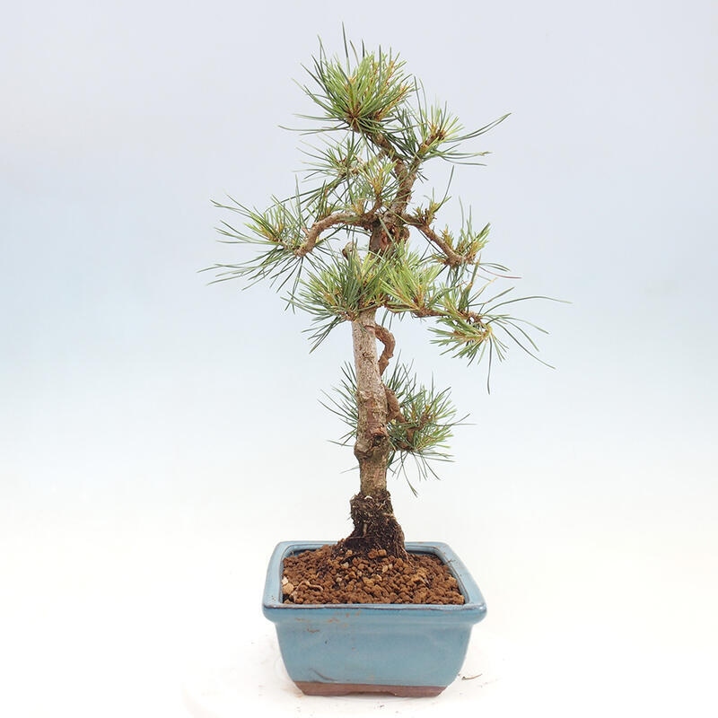 Venkovní bonsai - Pinus Sylvestris Watererri - Borovice lesní