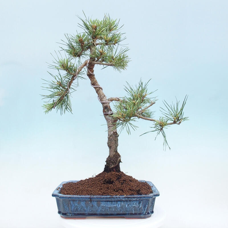 Venkovní bonsai - Pinus Sylvestris Watererri - Borovice lesní