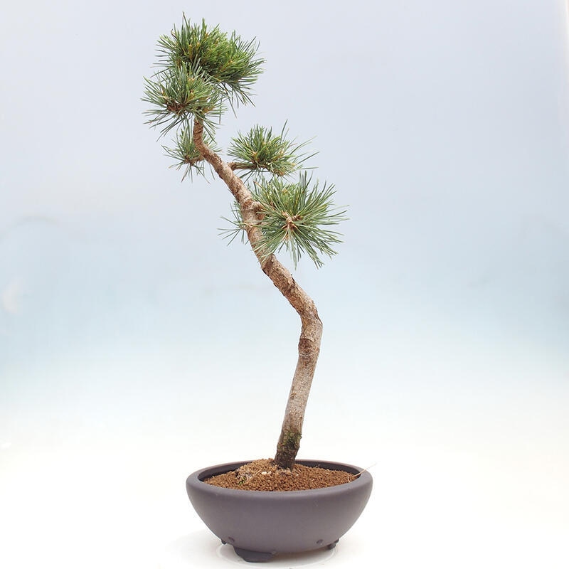 Venkovní bonsai - Pinus Sylvestris Watererri - Borovice lesní