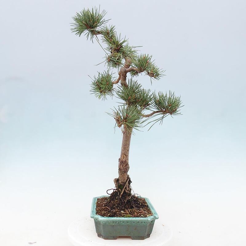 Venkovní bonsai - Pinus Sylvestris Watererri - Borovice lesní