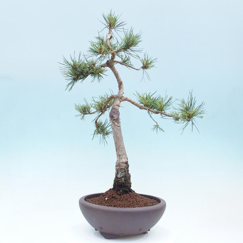 Venkovní bonsai - Pinus Sylvestris Watererri - Borovice lesní