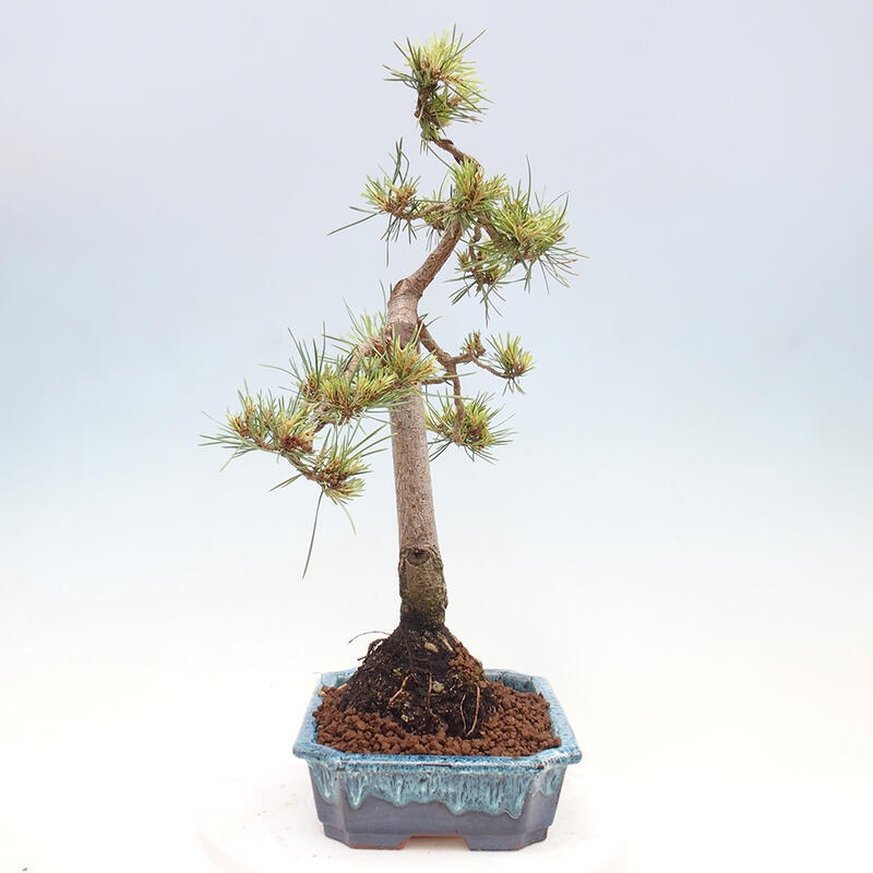 Venkovní bonsai - Pinus Sylvestris Watererri - Borovice lesní