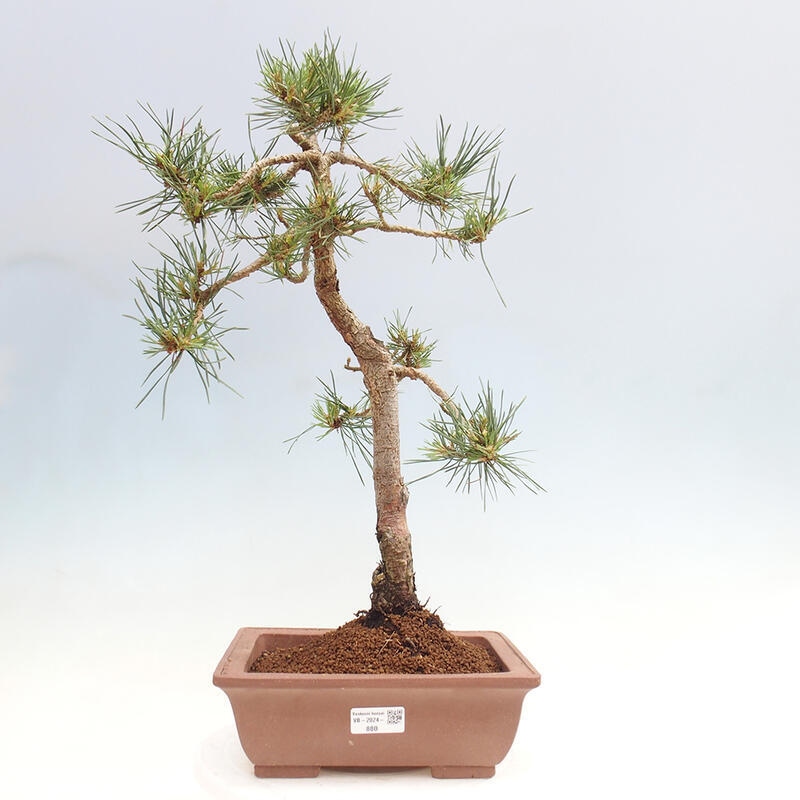 Venkovní bonsai - Pinus Sylvestris Watererri - Borovice lesní