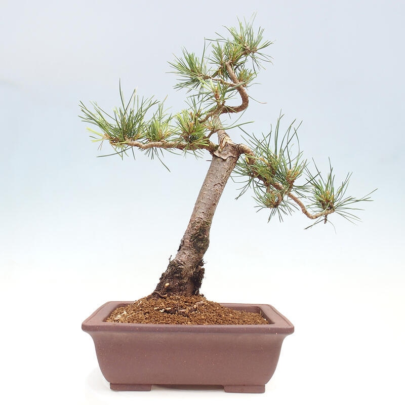 Venkovní bonsai - Pinus Sylvestris Watererri - Borovice lesní