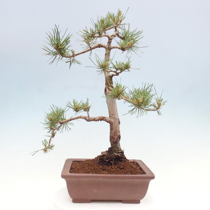 Venkovní bonsai - Pinus Sylvestris Watererri - Borovice lesní