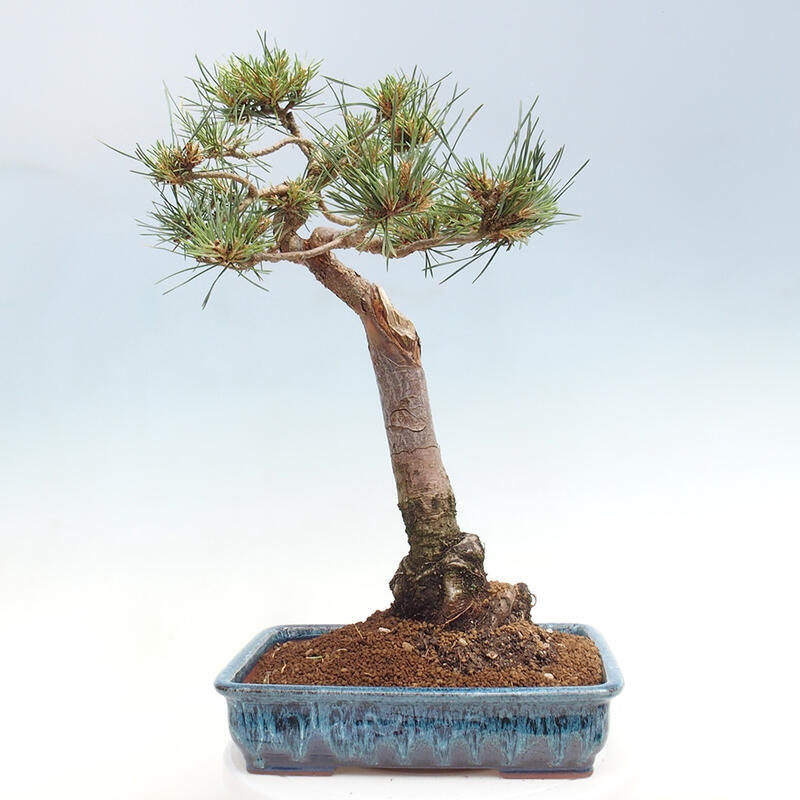 Venkovní bonsai - Pinus Sylvestris Watererri - Borovice lesní