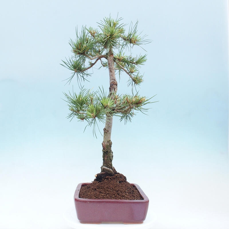 Venkovní bonsai - Pinus Sylvestris Watererri - Borovice lesní