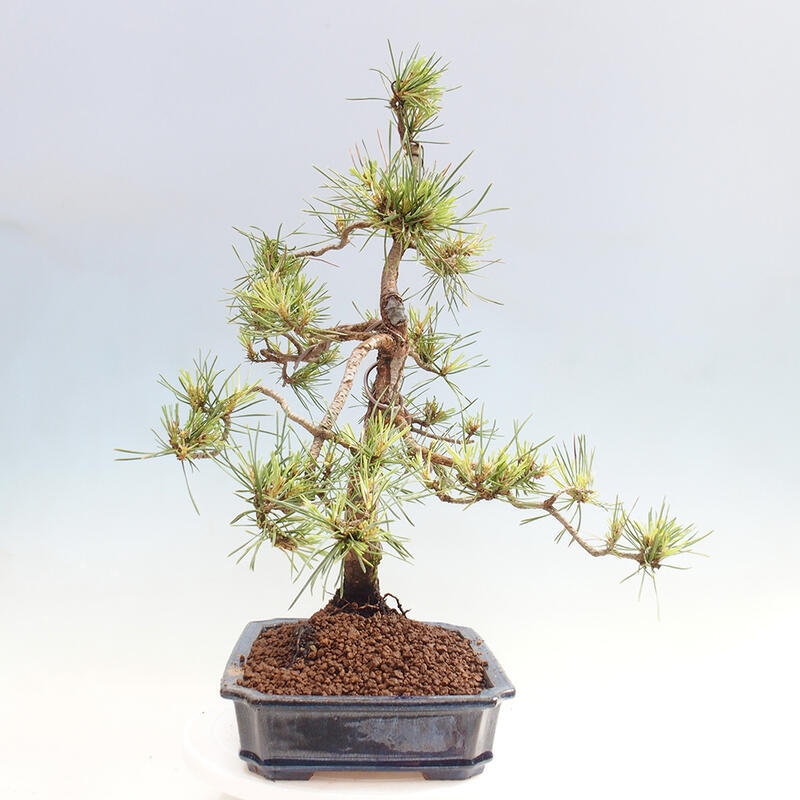 Venkovní bonsai - Pinus Sylvestris Watererri - Borovice lesní