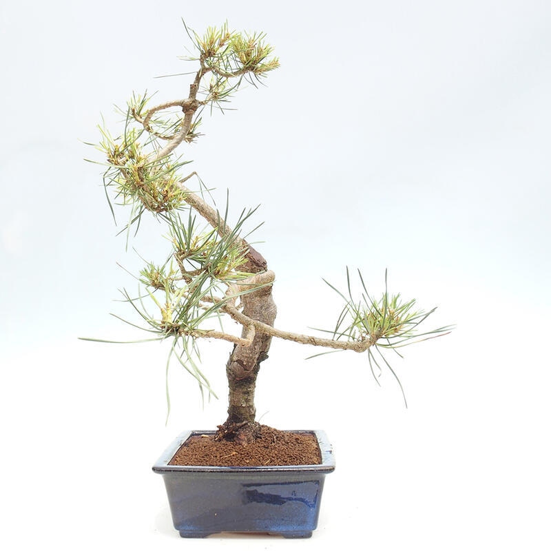 Venkovní bonsai - Pinus Sylvestris Watererri - Borovice lesní