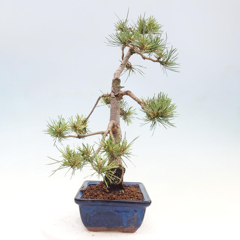 Venkovní bonsai - Pinus Sylvestris Watererri - Borovice lesní