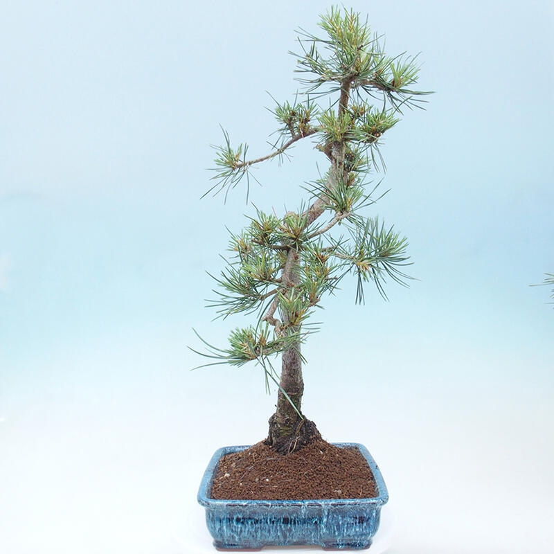 Venkovní bonsai - Pinus Sylvestris Watererri - Borovice lesní