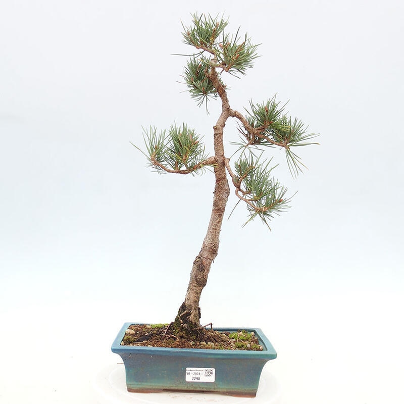 Venkovní bonsai - Pinus Sylvestris Watererri - Borovice lesní