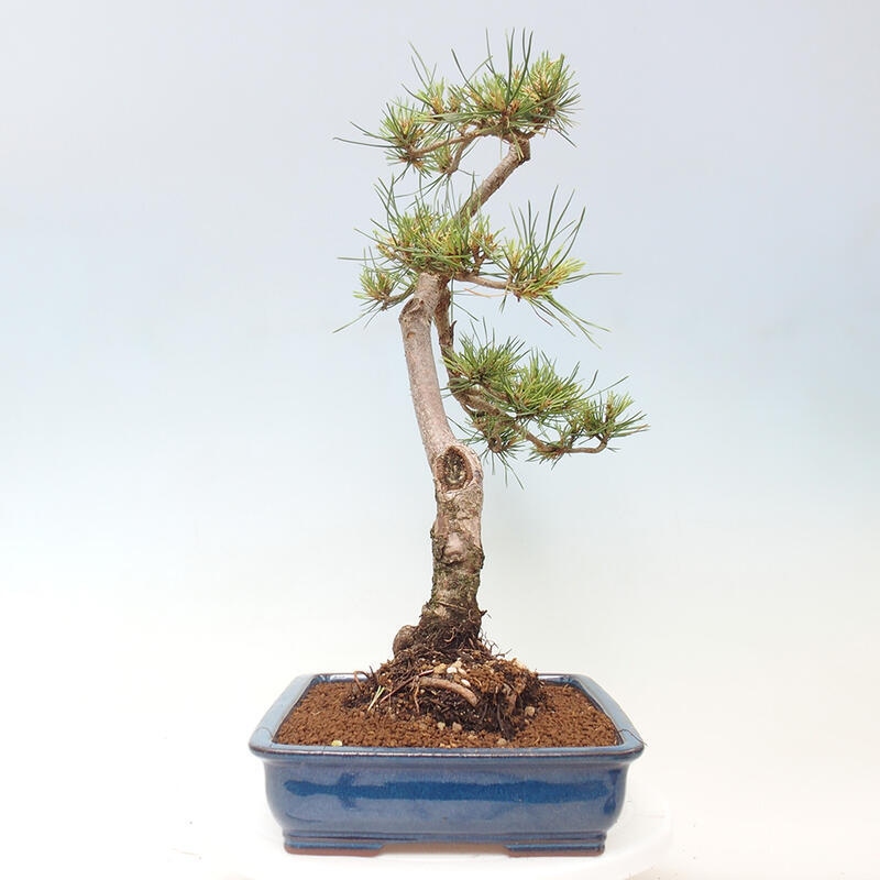 Venkovní bonsai - Pinus Sylvestris Watererri - Borovice lesní