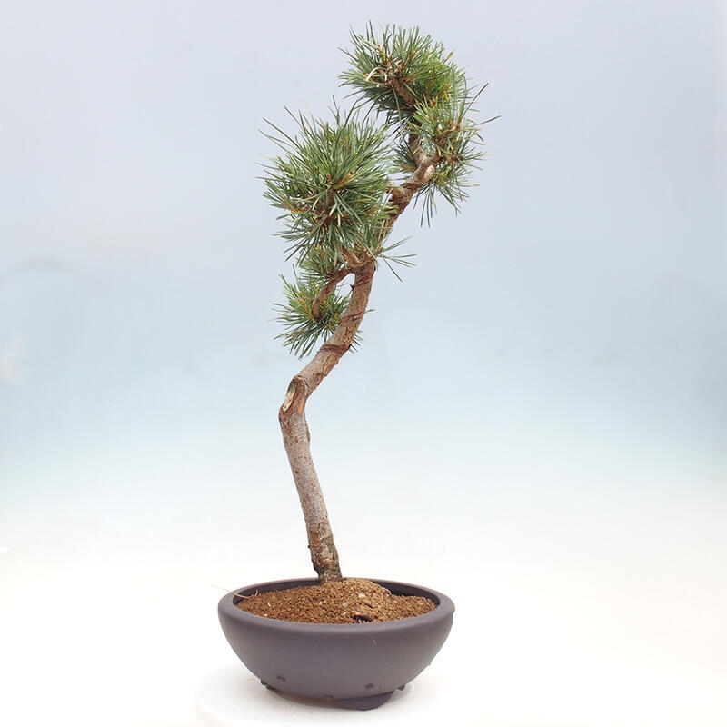 Venkovní bonsai - Pinus Sylvestris Watererri - Borovice lesní