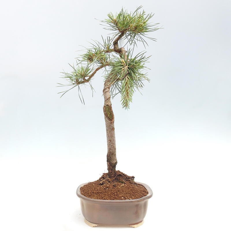 Venkovní bonsai - Pinus Sylvestris Watererri - Borovice lesní