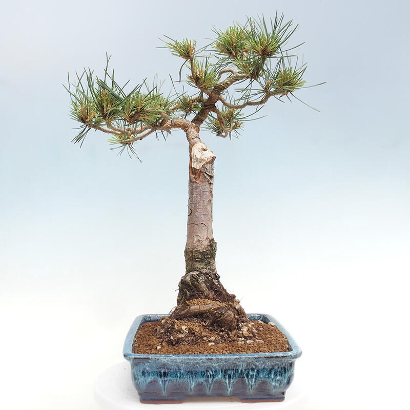 Venkovní bonsai - Pinus Sylvestris Watererri - Borovice lesní