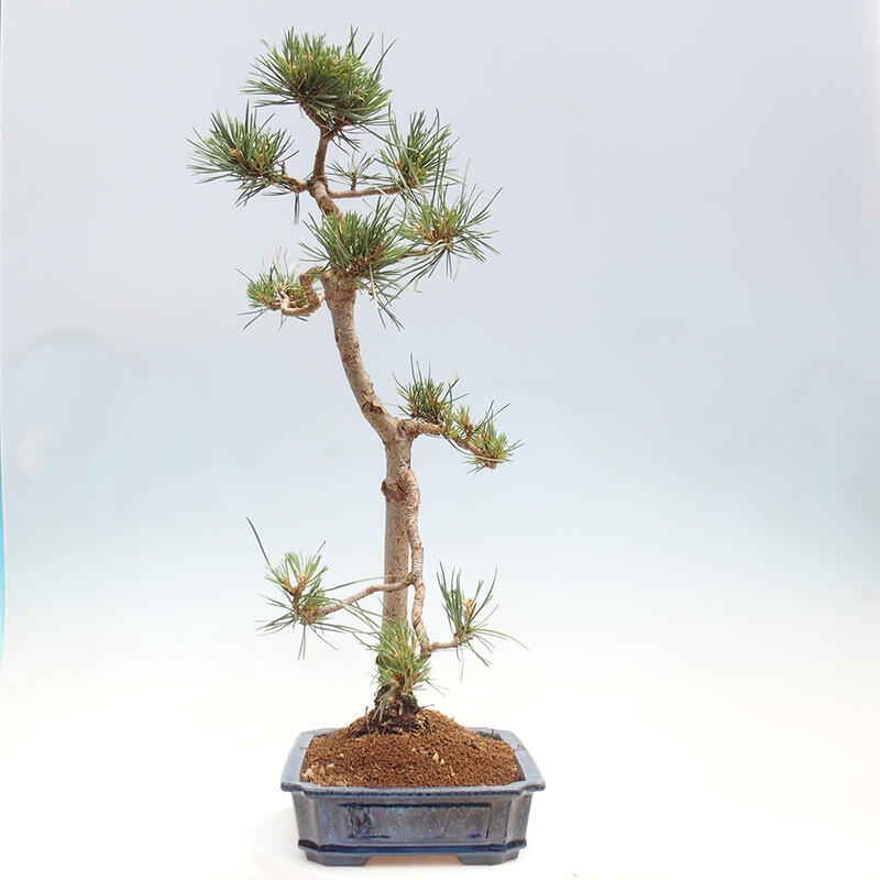 Venkovní bonsai - Pinus Sylvestris Watererri - Borovice lesní