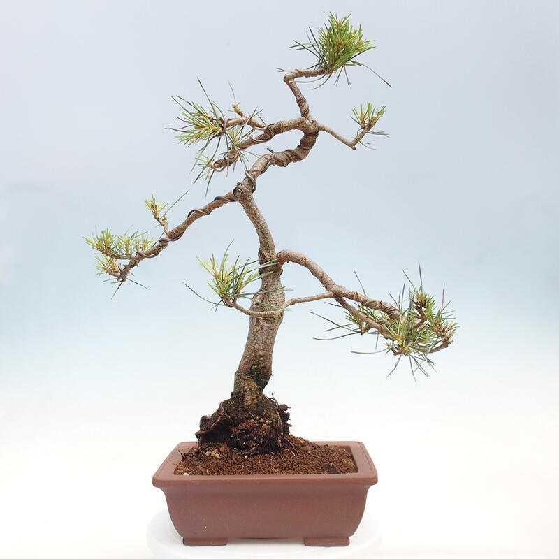 Venkovní bonsai - Pinus Sylvestris Watererri - Borovice lesní