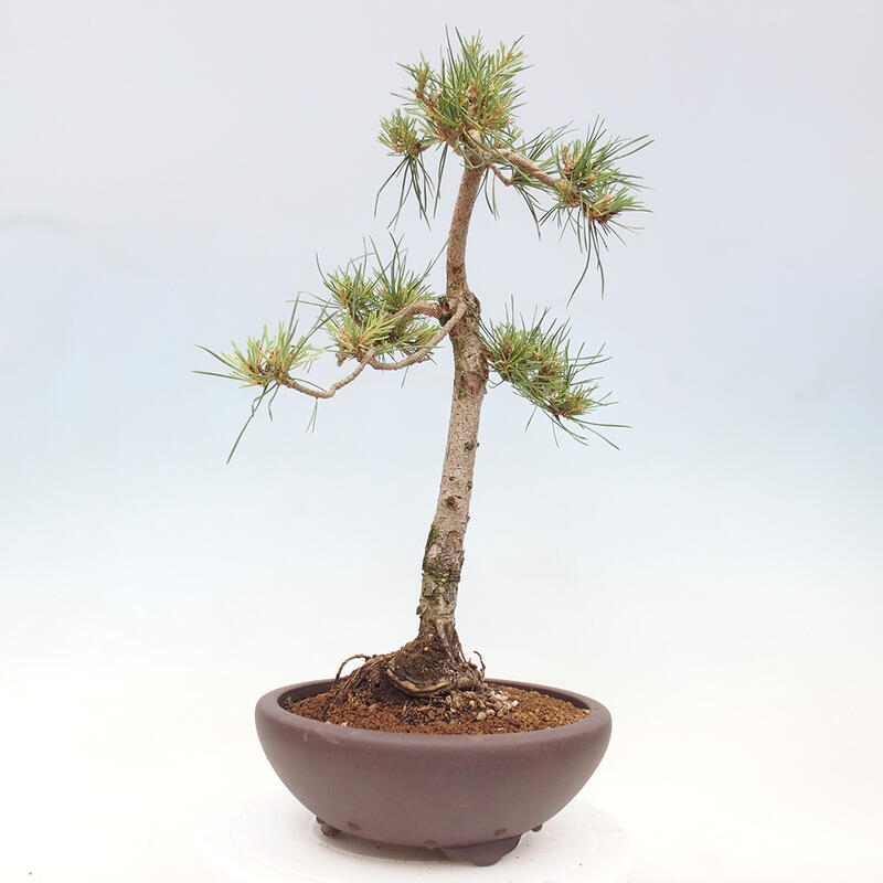 Venkovní bonsai - Pinus Sylvestris Watererri - Borovice lesní