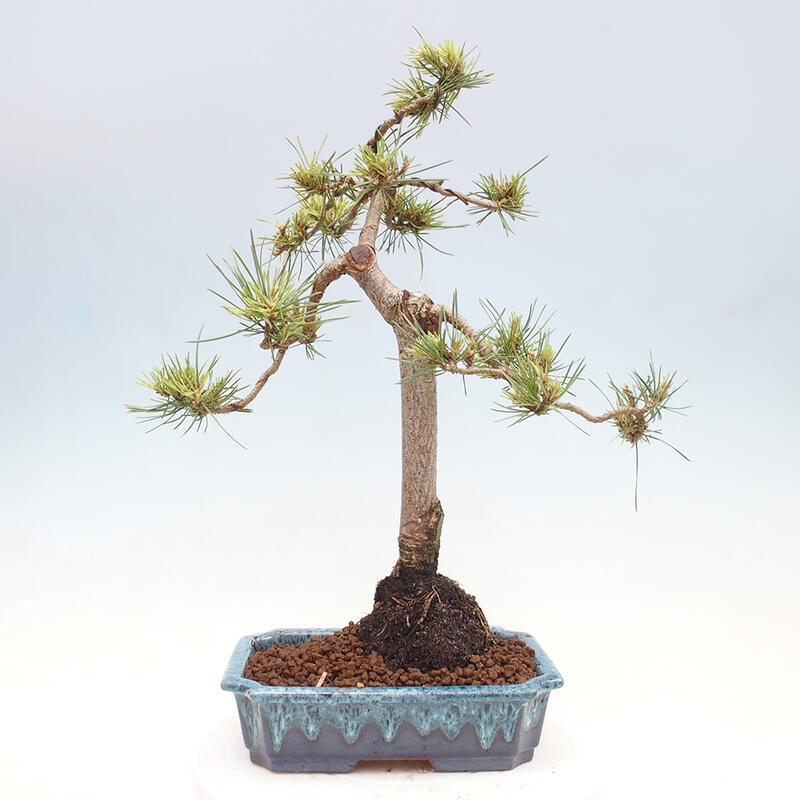 Venkovní bonsai - Pinus Sylvestris Watererri - Borovice lesní