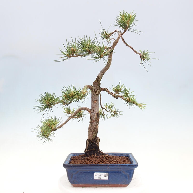 Venkovní bonsai - Pinus Sylvestris Watererri - Borovice lesní