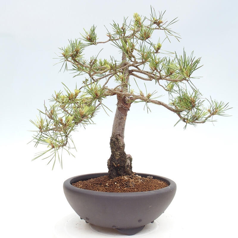 Venkovní bonsai - Pinus Sylvestris Watererri - Borovice lesní