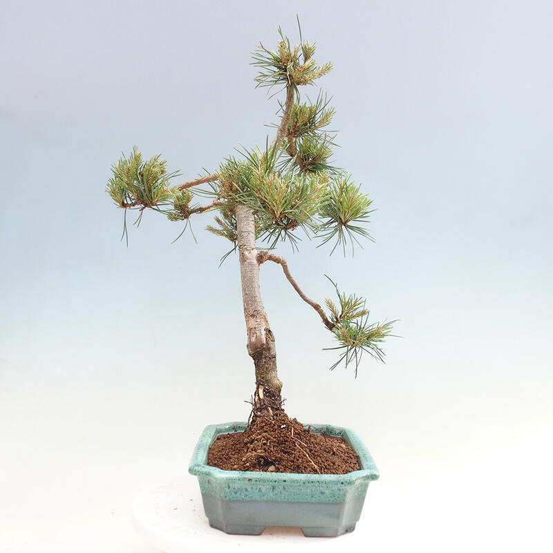 Venkovní bonsai - Pinus Sylvestris Watererri - Borovice lesní