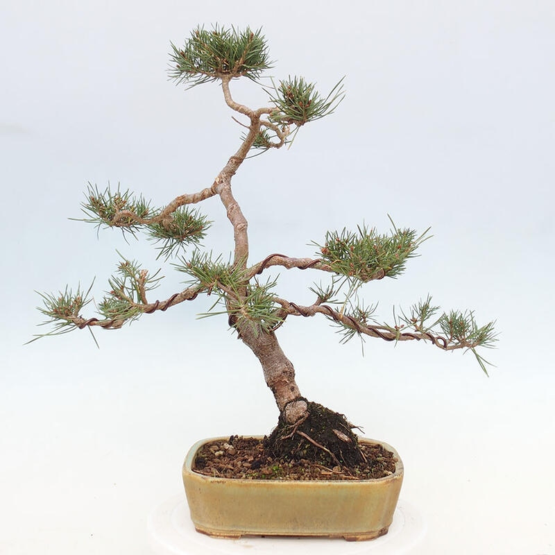 Venkovní bonsai - Pinus Sylvestris Watererri - Borovice lesní