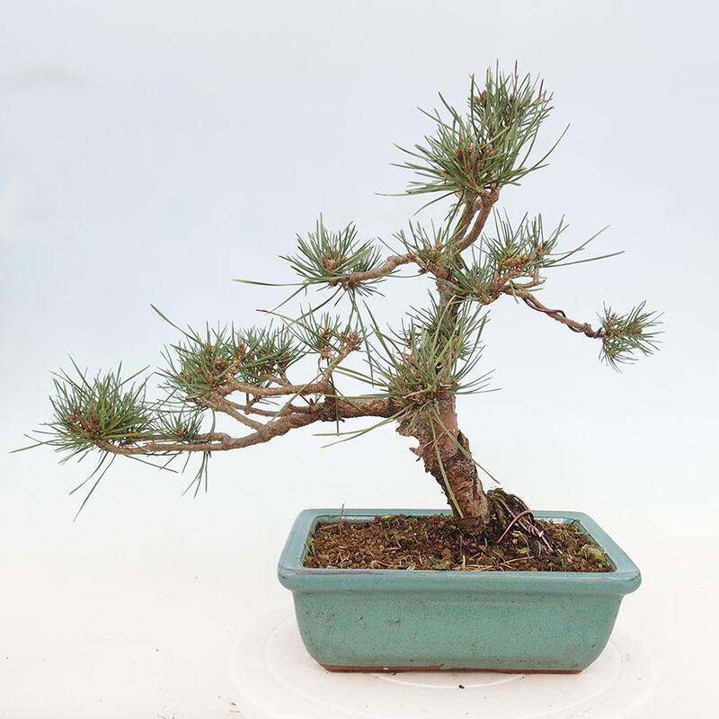 Venkovní bonsai - Pinus Sylvestris Watererri - Borovice lesní