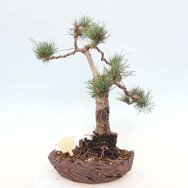 Venkovní bonsai - Pinus Sylvestris Watererri - Borovice lesní