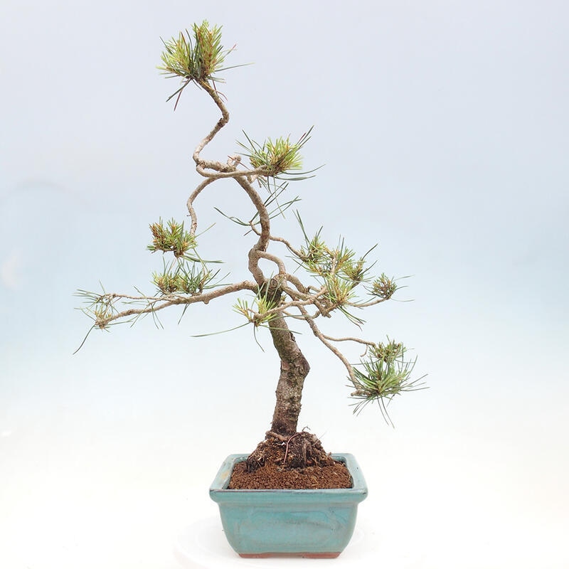 Venkovní bonsai - Pinus Sylvestris Watererri - Borovice lesní