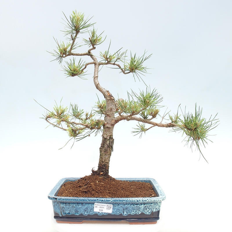 Venkovní bonsai - Pinus Sylvestris Watererri - Borovice lesní