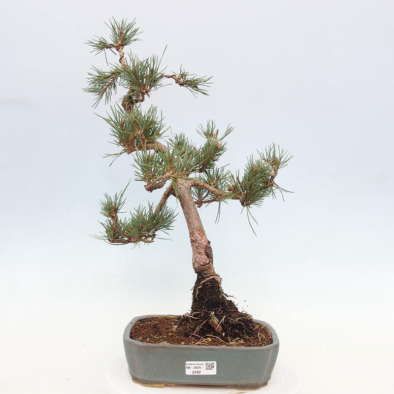 Venkovní bonsai - Pinus Sylvestris Watererri - Borovice lesní