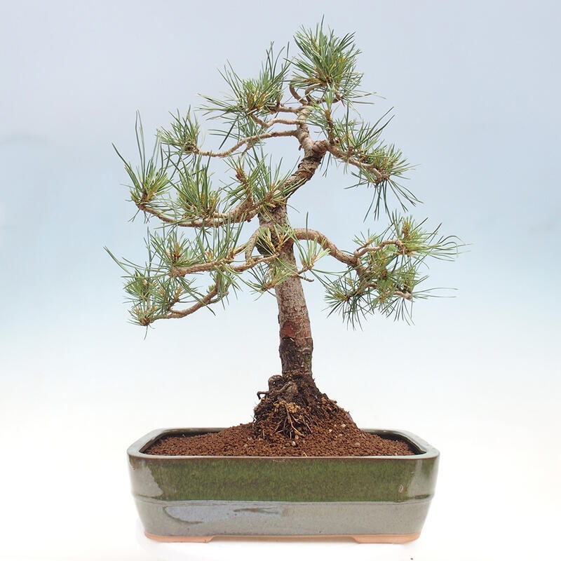 Venkovní bonsai - Pinus Sylvestris Watererri - Borovice lesní