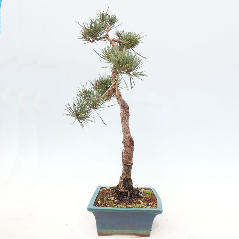 Venkovní bonsai - Pinus Sylvestris Watererri - Borovice lesní