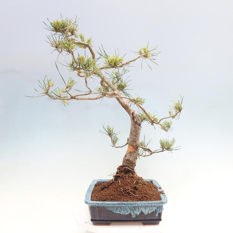 Venkovní bonsai - Pinus Sylvestris Watererri - Borovice lesní