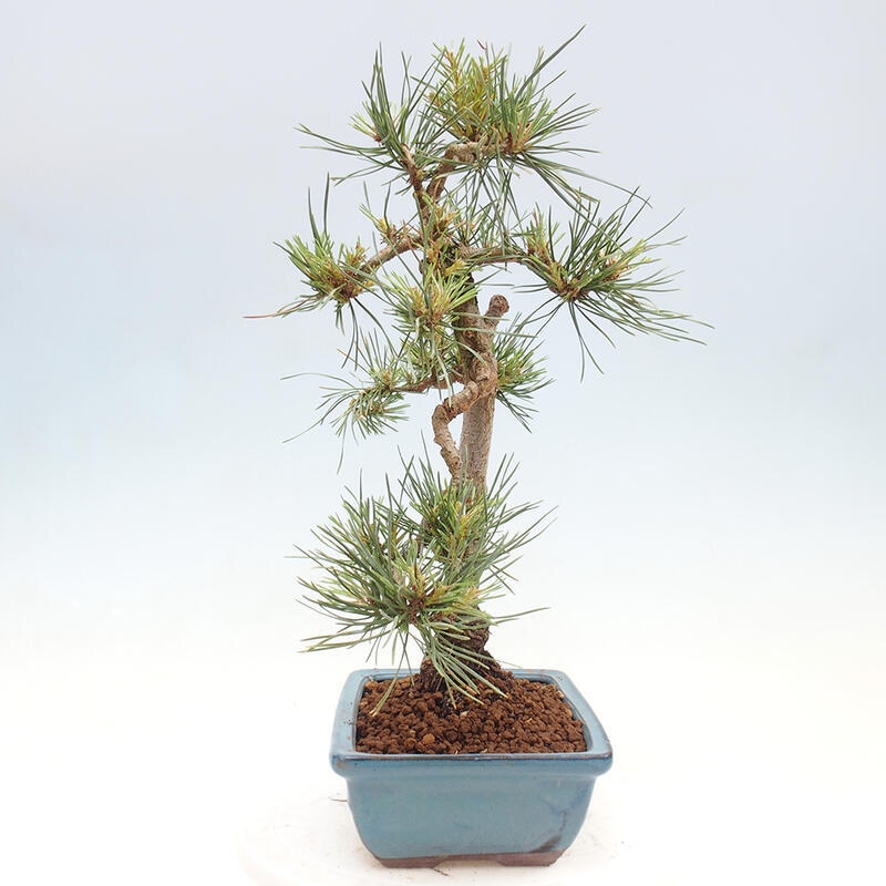 Venkovní bonsai - Pinus Sylvestris Watererri - Borovice lesní