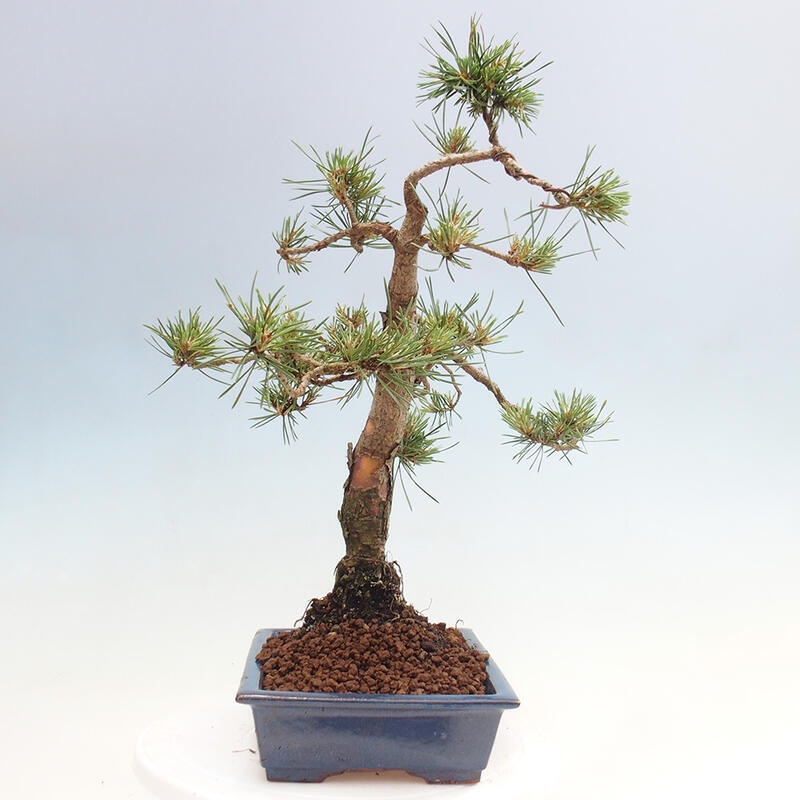 Venkovní bonsai - Pinus Sylvestris Watererri - Borovice lesní