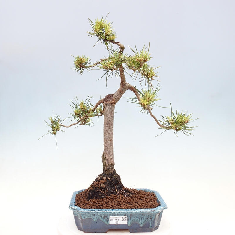 Venkovní bonsai - Pinus Sylvestris Watererri - Borovice lesní