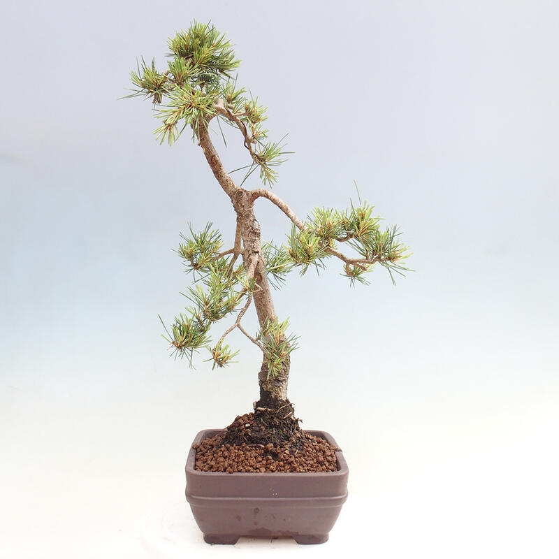 Venkovní bonsai - Pinus Sylvestris Watererri - Borovice lesní