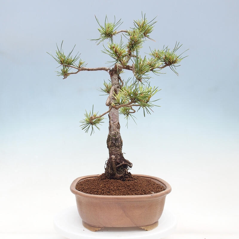 Venkovní bonsai - Pinus Sylvestris Watererri - Borovice lesní