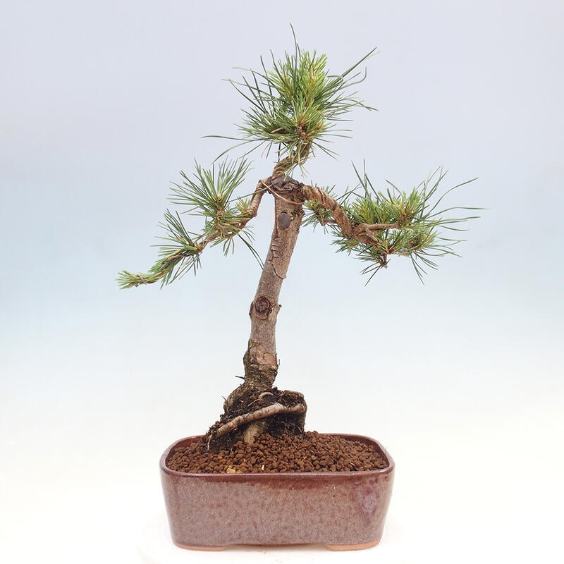 Venkovní bonsai - Pinus Sylvestris Watererri - Borovice lesní